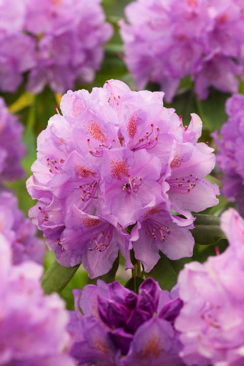 Produktbild Plant in a Box Rhododendron catawbiense purple, Cunningham's White, Elegans Pink - 6er Set Gartenpflanzen (25 cm)
