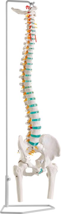 Produktbild Erler Zimmer Flexible Wirbelsäule
