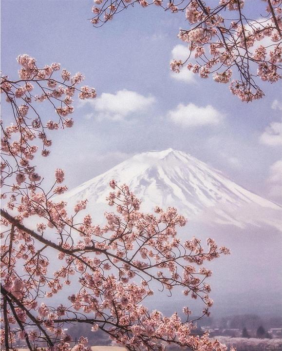 Immagine prodotto Makiko Samejima Stampa su tela del Monte Fuji con i ciliegi in fiore (50 x 40 cm)