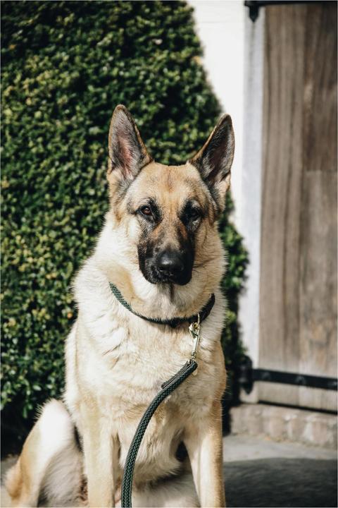 Produktbild Kentucky Dogwear Geknüpfte Nylon Hundeleine (Hund)