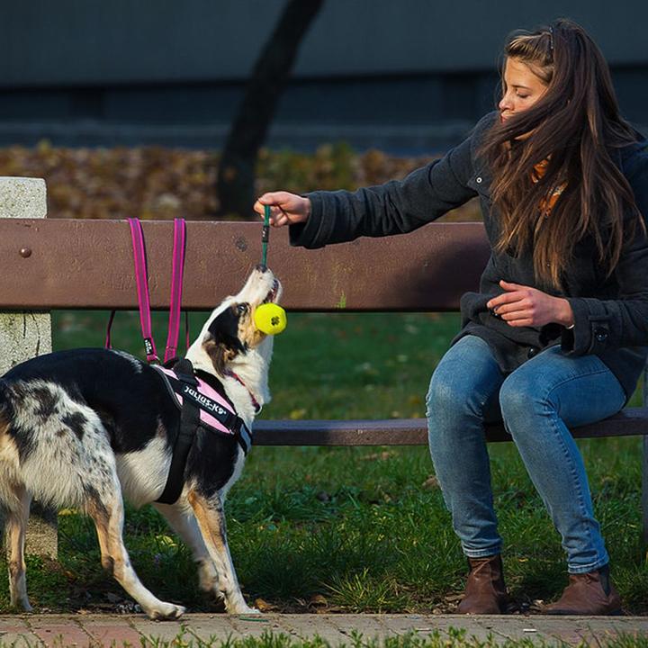 Produktbild Julius-K9 IDC®-Powergeschirr Grösse: Brustumfang (2, Hund, Hundesport)