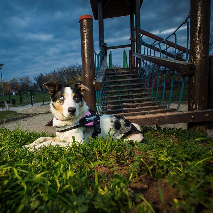 Produktbild Julius-K9 IDC®-Powergeschirr Grösse: Brustumfang (2, Hund, Hundesport)