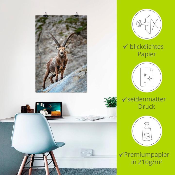 Image du produit Artland Bouquetin avec grandes cornes U3VG (40 x 60 cm)