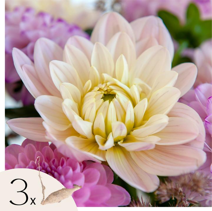 Actual product image Plant in a Box Dahlia Diana's Memory - Set of 3 dahlias (10 cm)