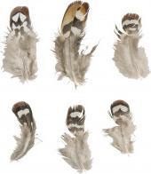 Actual product image Rayher Pheasant feather, 6 pieces