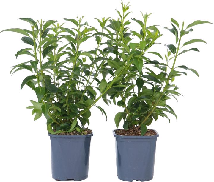 Immagine prodotto Plant in a Box Forsythia intermedia 'Minigold' - Set di 4 Forsythia (25 cm)