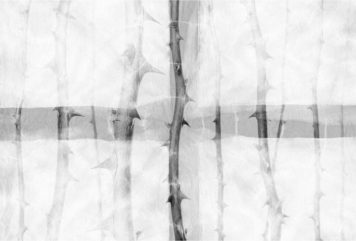 Image du produit Architects Paper Studio 47 Thorn Art Nature (400 x 270 cm)