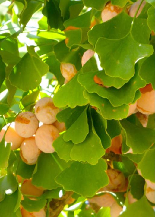 Produktbild Tropica Ginkgo Fächerblattbaum (Pflanzensamen)