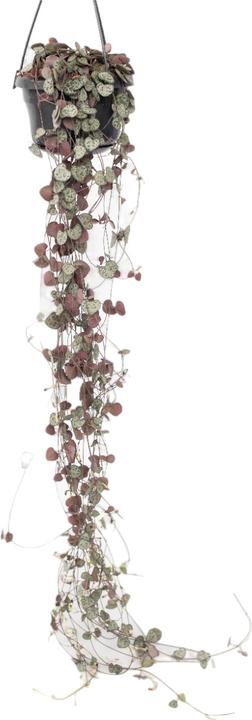 Immagine prodotto Plant in a Box Ceropegia linearis Woodii - foglia del cuore a catena affondante (30 cm)