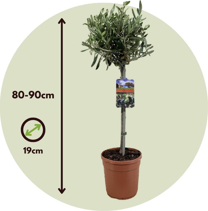 Immagine prodotto Plant in a Box Olea Europaea - Olivenbaum (80 cm)