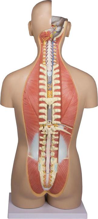 Produktbild Erler Zimmer Anatomie-Modell Torso mit geöffnetem Rücken (40 x 23 x 88 cm)