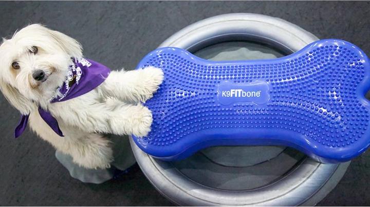 Produktbild FitPaws Donut Holder (Agility)