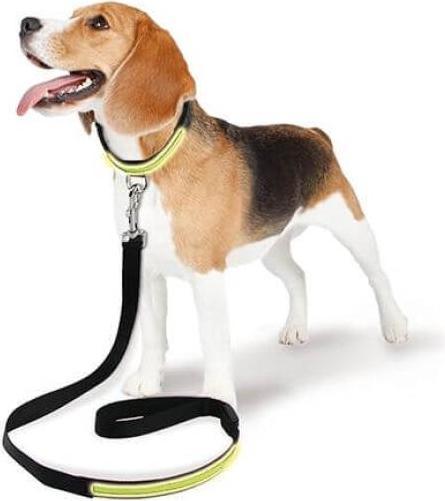 Actual product image Swisspet Fluorescent leash Fluo (Dog, Dog sport)