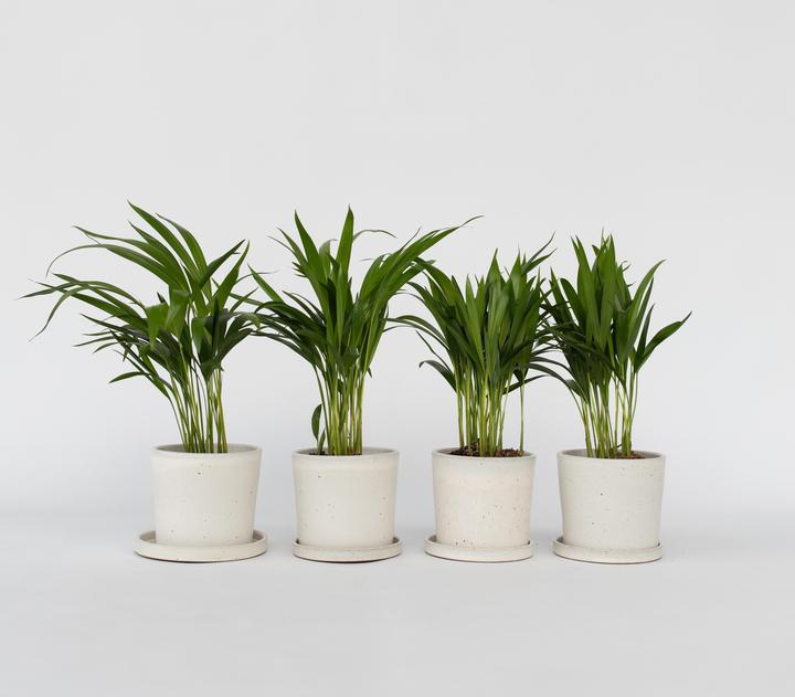 Immagine prodotto Plant in a Box Dypsis Lutescens - Set di 4 palme da frutta Areca Gold (30 cm)