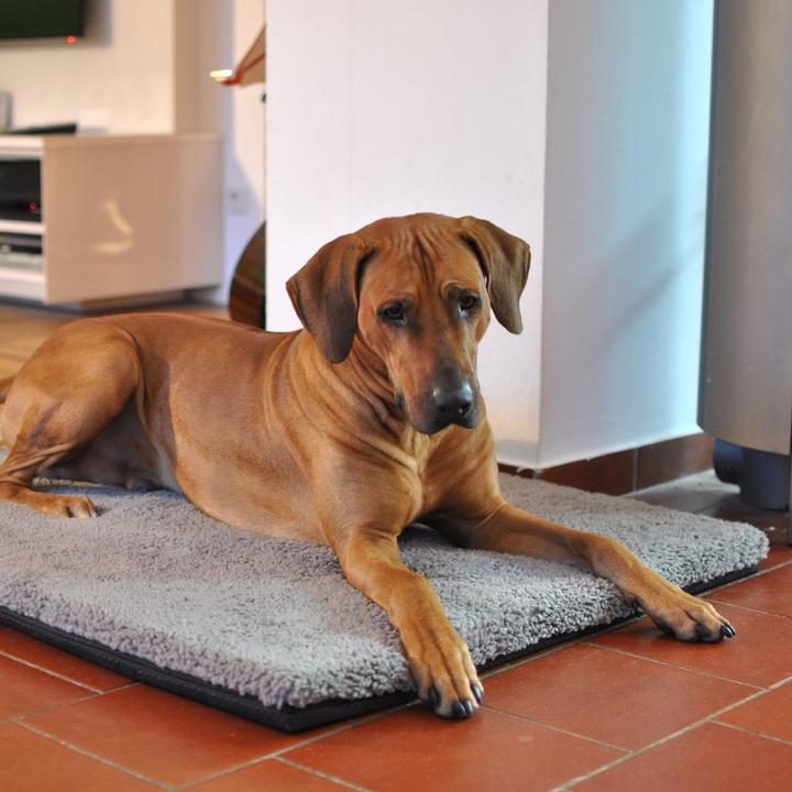 Actual product image Pawz&Pepper Pawz Pepper dog mat Aurora Ortho