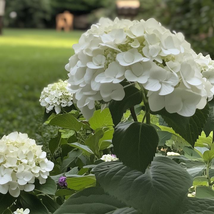 Produktbild Plant in a Box Hydrangea Strong Annabelle - 2er Set Hortensien (30 cm)