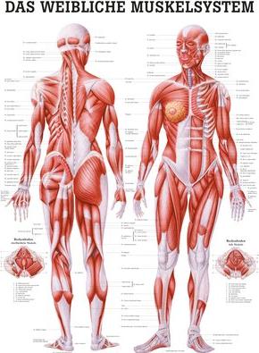 Image du produit Ruediger RÜDIGER Planche anatomique laminée Système musculaire féminin 70 x 100 fr (70 x 100 cm)