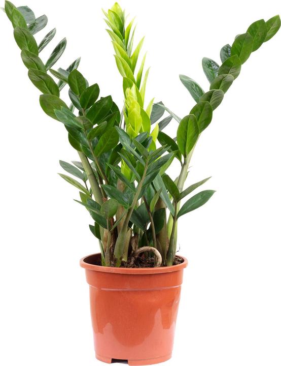 Image du produit Flowerbox Glücksfeder - Zamioculcas zamiifolia