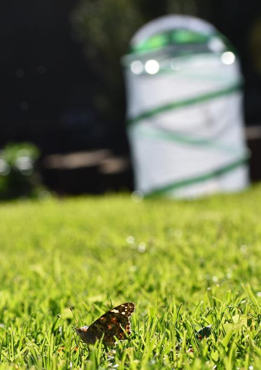 Produktbild HCM Kinzel Schmetterlings-Garten