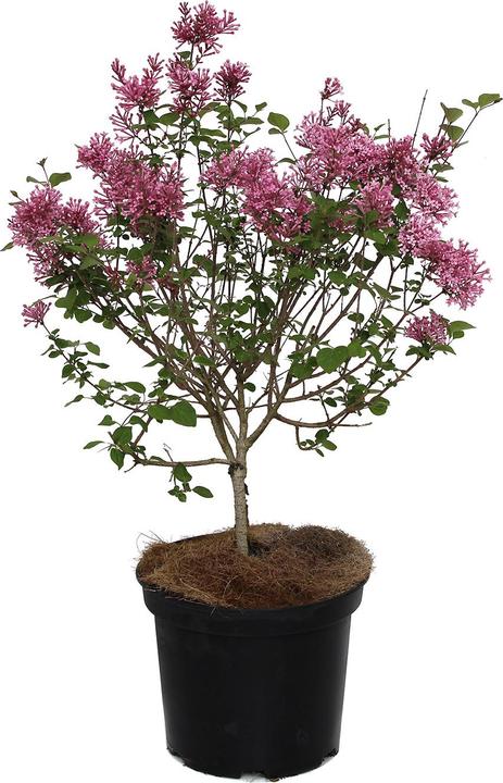 Actual product image Zulauf Zwerg-Duft-Flieder / Syringa 'Bloom. Pink Perfume' (50 cm)