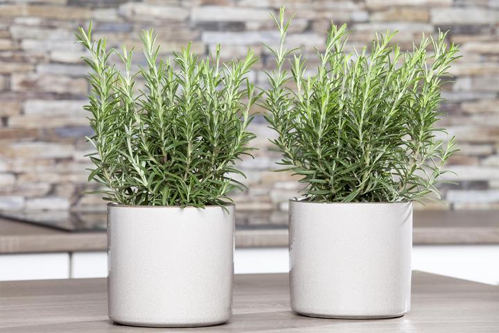 Produktbild Rosmarin (50 cm)