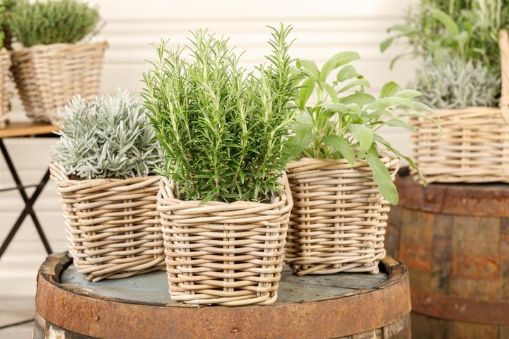 Produktbild Rosmarin (50 cm)