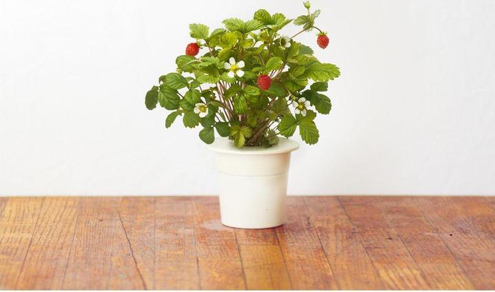Image du produit Click and Grow Fraise sauvage (Graines de légumes)
