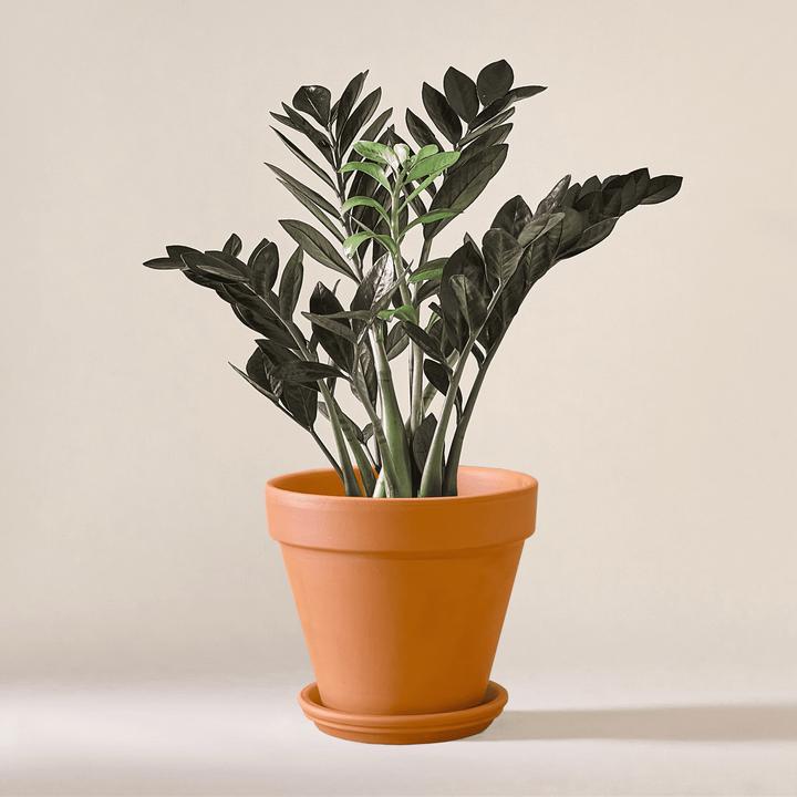 Mary and Plants Zamioculcas Raven (60 cm)