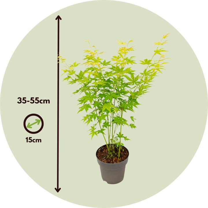 Actual product image Plant in a Box Acer palmatum 'Going Green' - Japanischer Ahorn (35 cm)