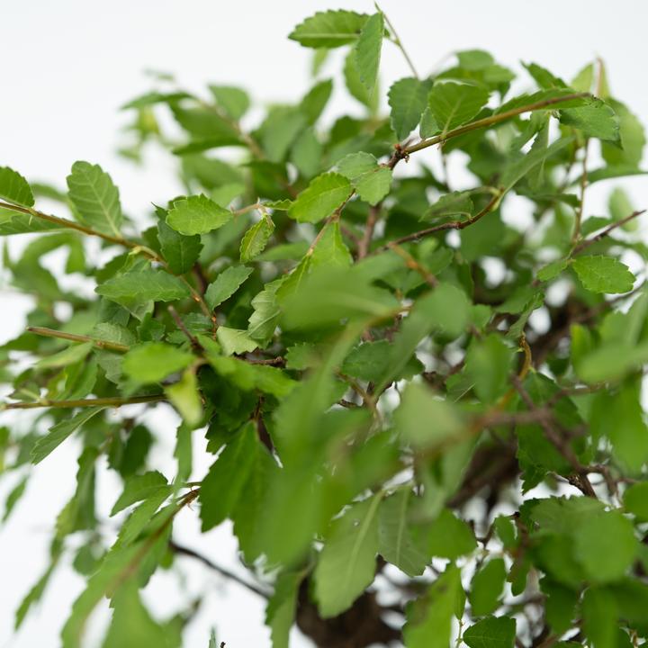 Image du produit Plant in a Box Bonsaï Ligustrum, Carmona, Ficus Retusa, Syzygium, Sageretia - Bonsaï système d'eau Bouddha (35 cm)
