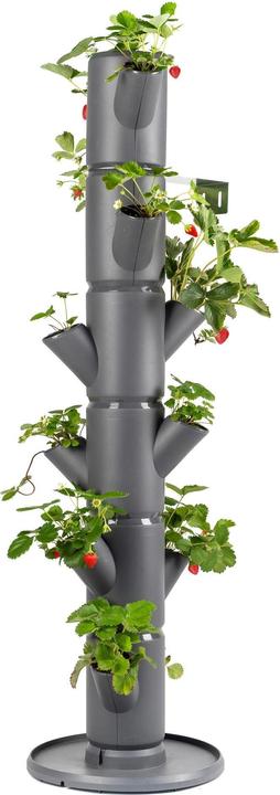 Actual product image Gusta Garden Sissi Strawberry (27 cm)