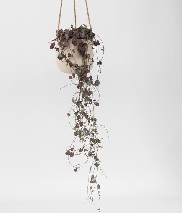 Immagine prodotto Plant in a Box Ceropegia linearis Woodii - foglia del cuore a catena affondante (30 cm)