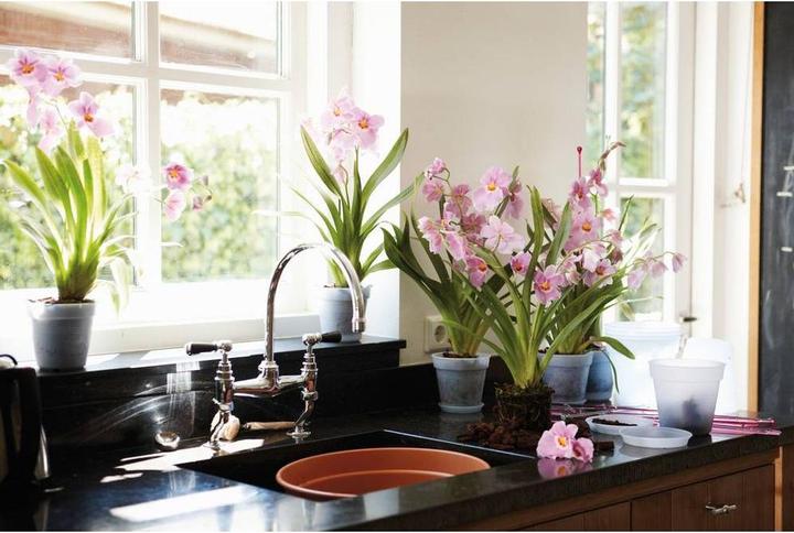 Immagine prodotto Elho Orchidea verde di base (17 cm)