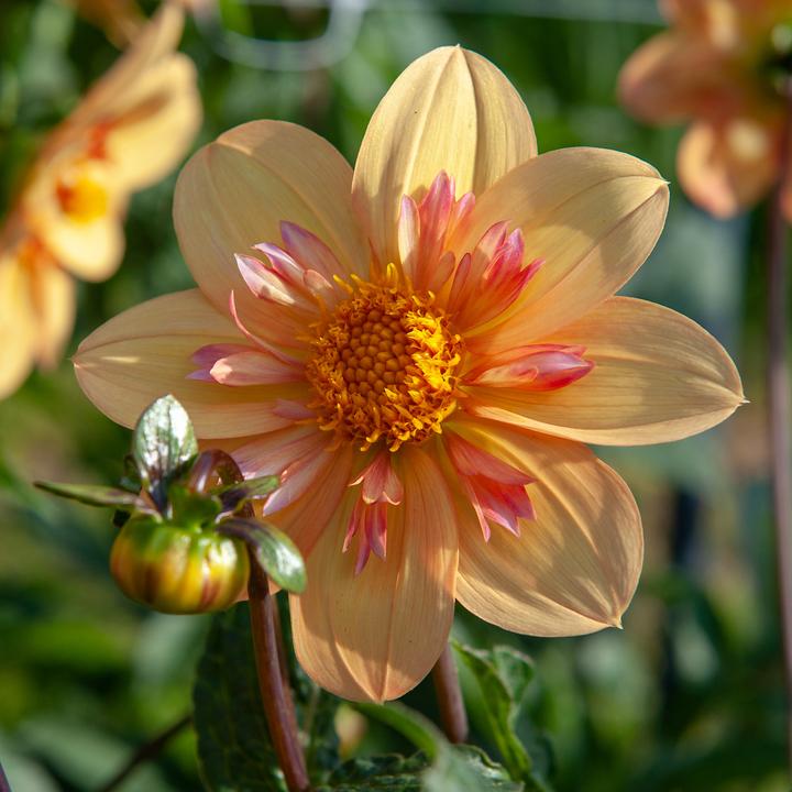 Produktbild Plant in a Box Dahlia Kelsey Annie Joy - 3er Set Dahlien (10 cm)