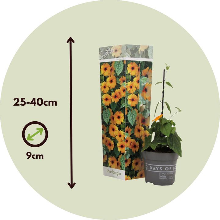 Produktbild Plant in a Box Thunbergia alata 'New Orange' - 3er-Set Schwarzäugige Susanna (25 cm)