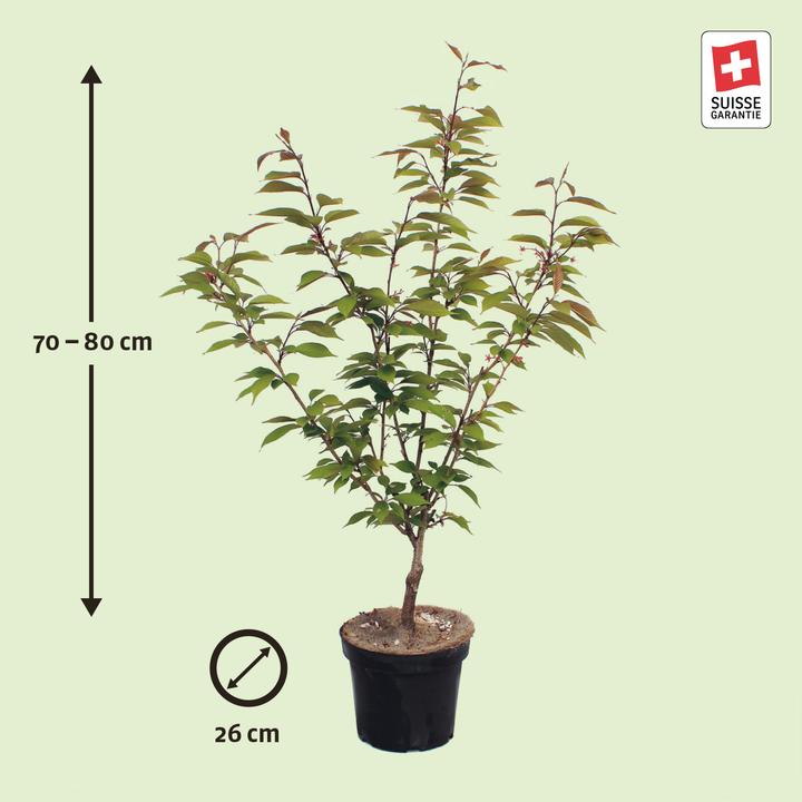 Image du produit Zulauf Jap. Nelken-Kirsche / Prunus serr. 'Kanzan' (80 cm)