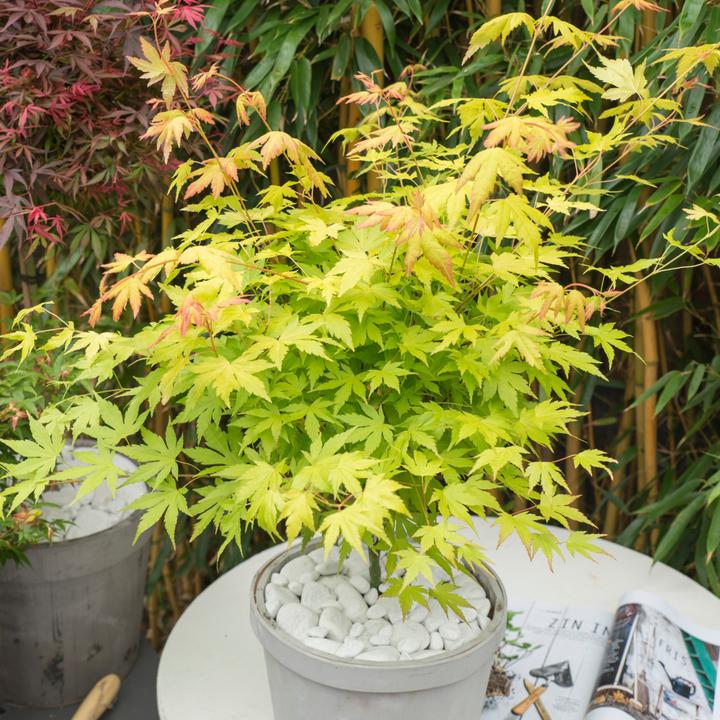 Produktbild Plant in a Box Acer palmatum 'Atropurpureum', 'Beni Maiko', 'Orange Dream' - 3er Mischung Ahornbäume (70 cm)