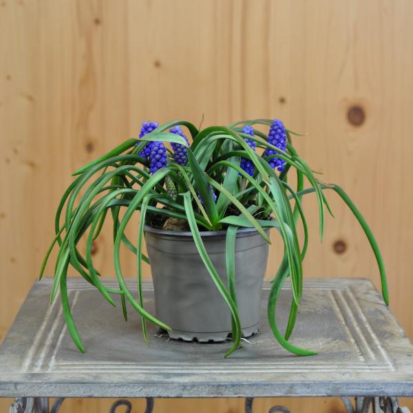 Actual product image Säntispracht Set of 6, grape hyacinth - Muscari armeniacum Big Smile Blue (15 cm)