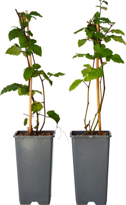Immagine prodotto Plant in a Box Rubus fruticosus Thornfree - set di 2 piante di mirtillo nero (50 cm)