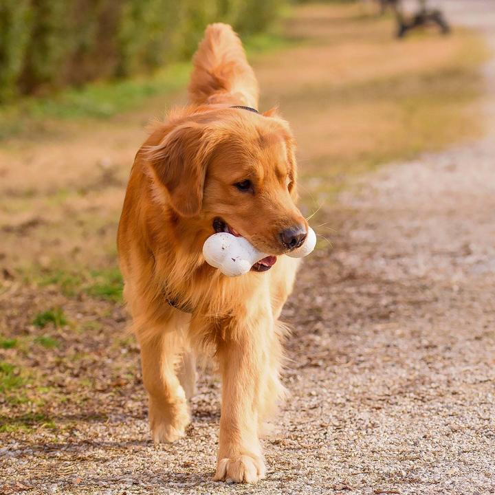 Image du produit Ferplast Chewa boing bone L - Jouet pour chien