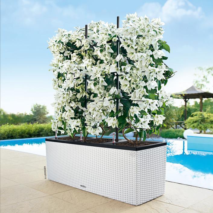 Produktbild Lechuza Trio Cottage (42 cm)