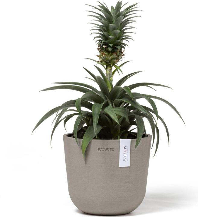 Actual product image Ecopots Oslo Mini (16 cm)