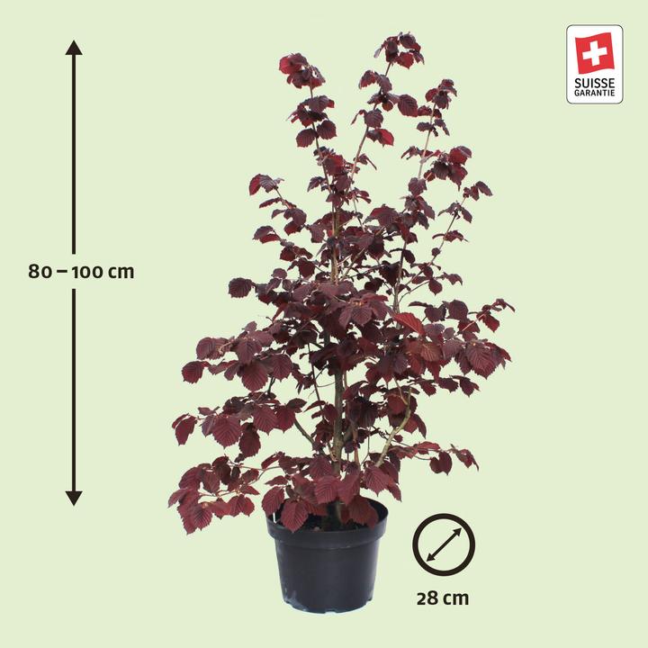 Produktbild Zulauf Blut-Hasel / Corylus maxima 'Purpurea' (100 cm)