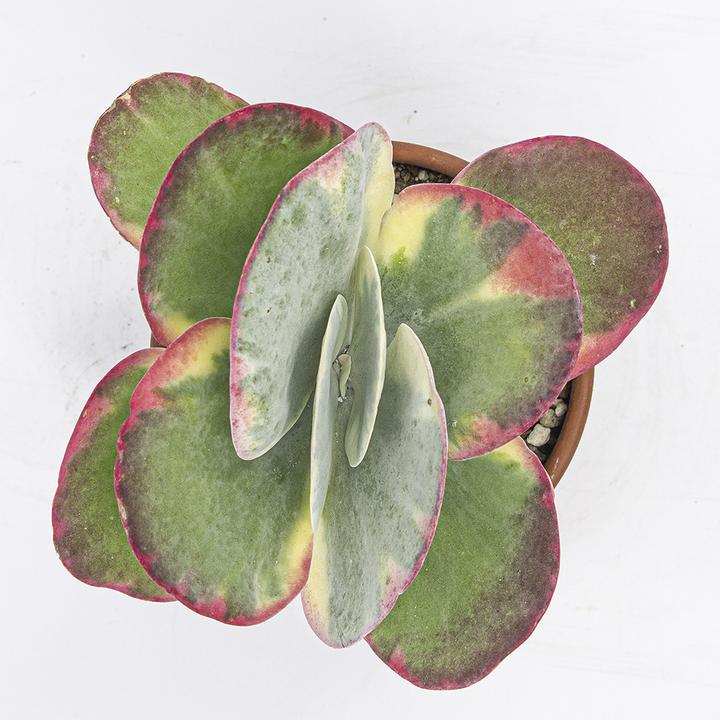 Actual product image Kakteen Gautschi Kalanchoe thyrsiflora (20 cm)