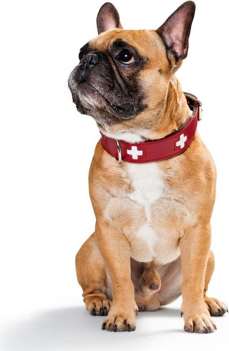 Immagine prodotto Hunter svizzero (Cane, Generale)