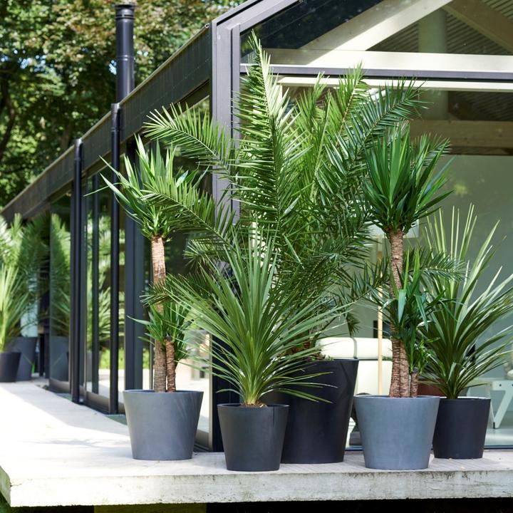 Immagine prodotto Plant in a Box Phoenix canariensis, Chamaerops Humilis, Washingtonia Robusta (50 cm)