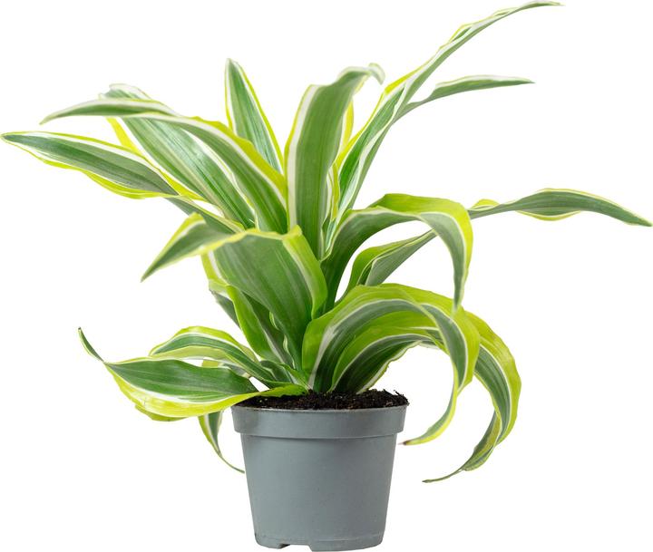 Produktbild Flowerbox Drachenbaum Lemon Surprise - Dracaena Deremensis Fragrans Lemon Surprise (6 cm)