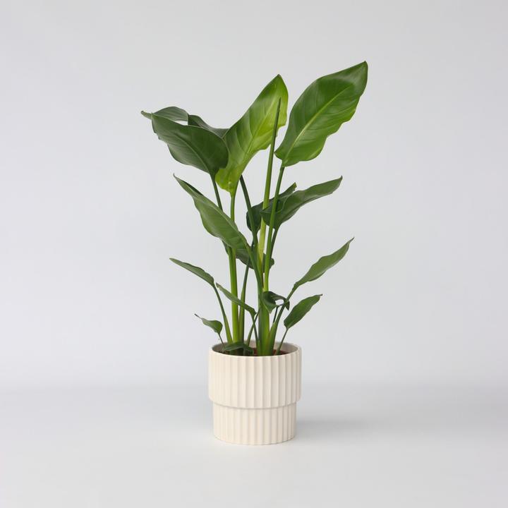 Image du produit Plant in a Box Strelitzia Nicolai - Fleur d'oiseau de paradis (55 cm)