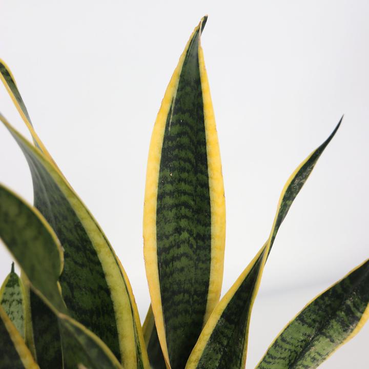 Immagine prodotto Plant in a Box Sansevieria trifasciata Laurentii - canapa a fiocco (40 cm)