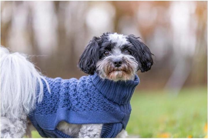 Produktbild Trixie Pullover Norwood XXS, 21 cm, Dunkelblau (Hundepullover)